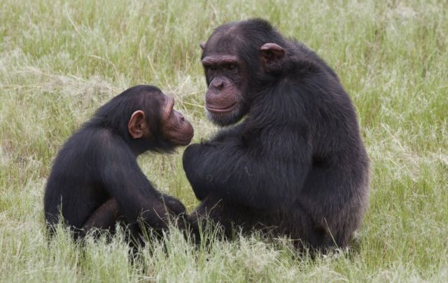 Αξιοπρεπείς συντάξεις για τους χιμπατζήδες στα εργαστήρια των ΗΠΑ